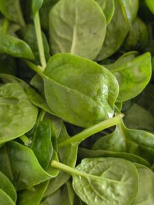 Vibrant green spinach leaves, symbolizing healthy eating and nutrition.