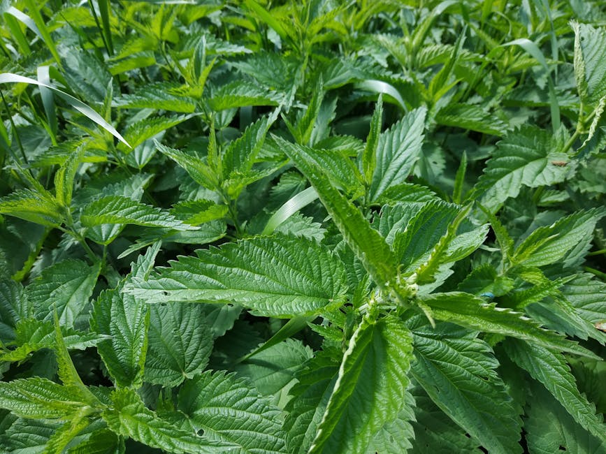 Mains cueillant des herbes aromatiques sauvages