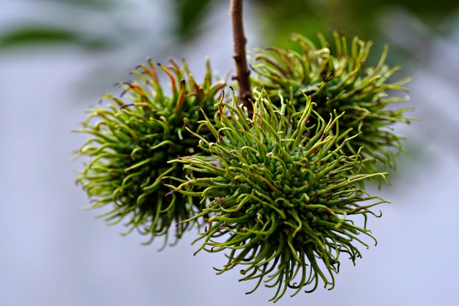 Grappes de ramboutans verts encore non mûrs sur fond flou